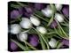 Medley of Beautiful Fresh White and Purple Tulips-Christian Slanec-Premier Image Canvas