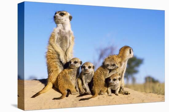 Meerkat Adult Babysitters and Young-null-Premier Image Canvas