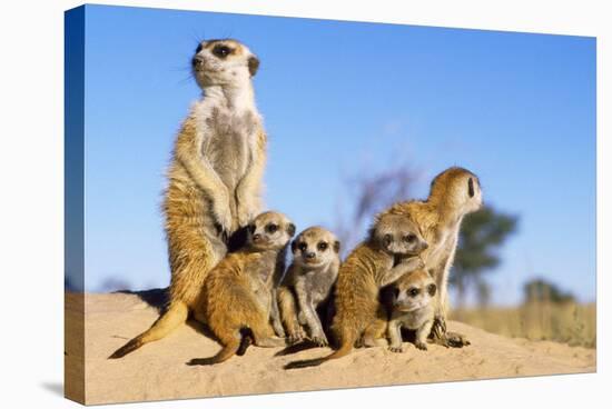 Meerkat Adult Babysitters and Young-null-Premier Image Canvas