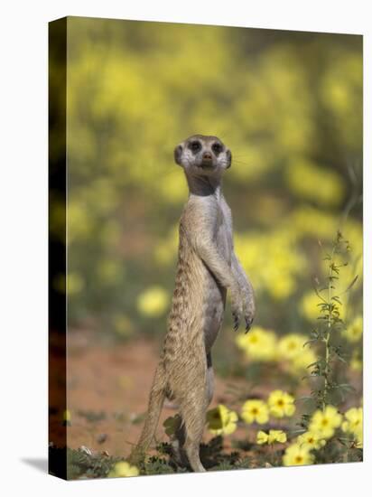Meerkat, Among Devil's Thorn Flowers, Kgalagadi Transfrontier Park, Northern Cape, South Africa-Toon Ann & Steve-Premier Image Canvas
