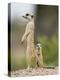 Meerkat and Pup, Namibia-Paul Souders-Premier Image Canvas