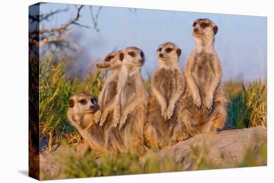 Meerkat Family II-Howard Ruby-Premier Image Canvas