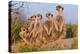 Meerkat Family II-Howard Ruby-Premier Image Canvas