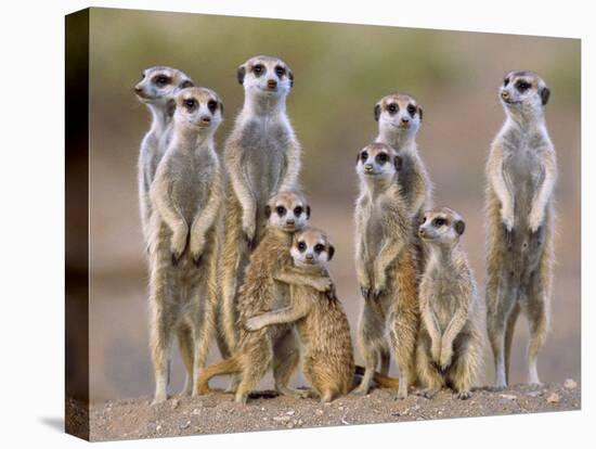 Meerkat Family with Young on the Lookout-null-Premier Image Canvas