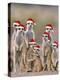 Meerkat Family with Young on the Lookout-null-Premier Image Canvas