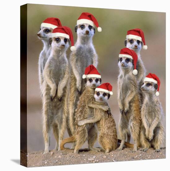 Meerkat Family-null-Premier Image Canvas