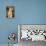 Meerkat Gaze-Howard Ruby-Premier Image Canvas displayed on a wall