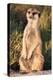 Meerkat Gaze-Howard Ruby-Premier Image Canvas