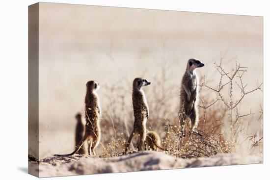 Meerkat , Kgalagadi Transfrontier Park, Kalahari, Northern Cape, South Africa, Africa-Christian Kober-Premier Image Canvas