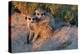 Meerkat Love-Howard Ruby-Premier Image Canvas