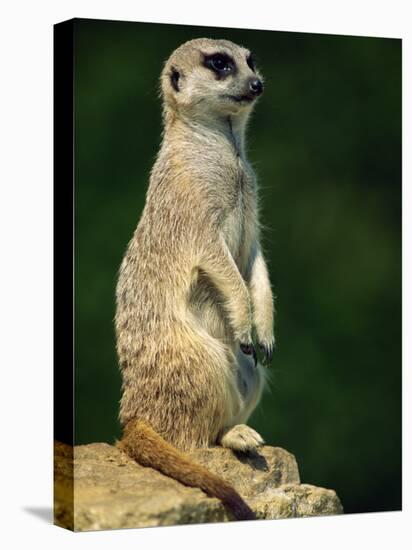 Meerkat on Look-Out, Marwell Zoo, Hampshire, England, United Kingdom, Europe-Ian Griffiths-Premier Image Canvas