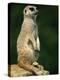 Meerkat on Look-Out, Marwell Zoo, Hampshire, England, United Kingdom, Europe-Ian Griffiths-Premier Image Canvas