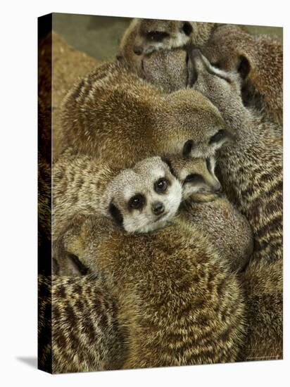 Meerkat Protecting Young, Australia-David Wall-Premier Image Canvas