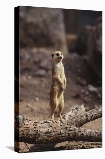 Meerkat Standing Up-DLILLC-Premier Image Canvas