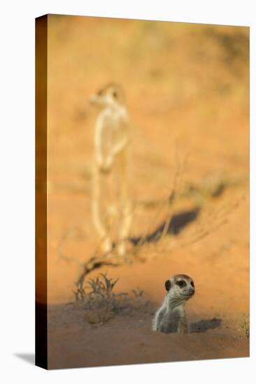 Meerkat (Suricata Suricatta) Emerging From Burrow, Kgalagadi Transfrontier Park, Northern Cape-Ann & Steve Toon-Premier Image Canvas