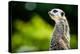 Meerkat (Suricata Suricatta), in Captivity, United Kingdom, Europe-John Alexander-Premier Image Canvas