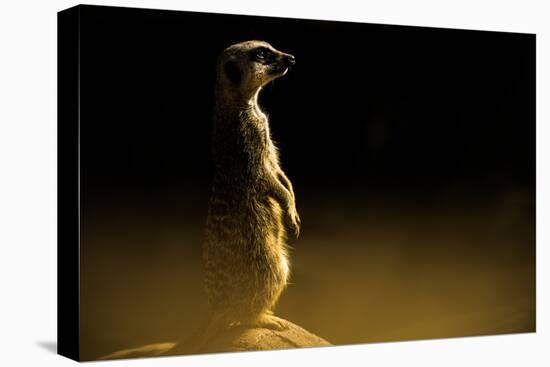 Meerkat (Suricata Suricatta), in Captivity, United Kingdom, Europe-John Alexander-Premier Image Canvas