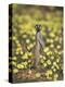 Meerkat (Suricata Suricatta), Kgalagadi Transfrontier Park, South Africa, Africa-Ann & Steve Toon-Premier Image Canvas