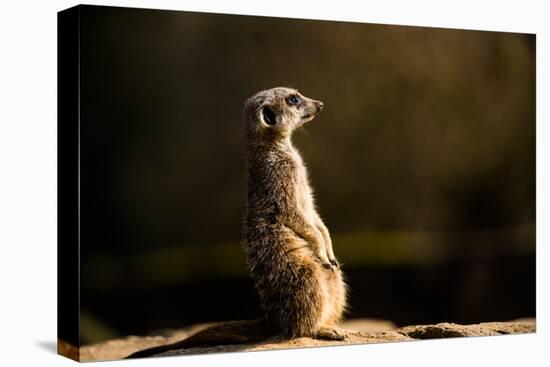 Meerkat (Suricate) (Suricata Suricatta), United Kingdom, Europe-John Alexander-Premier Image Canvas