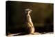 Meerkat (Suricate) (Suricata Suricatta), United Kingdom, Europe-John Alexander-Premier Image Canvas