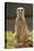 Meerkat, Suricate-null-Premier Image Canvas