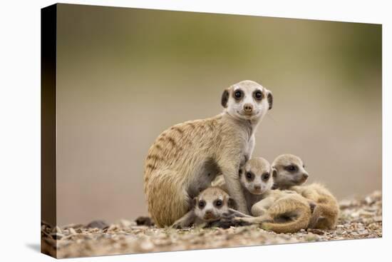 Meerkat with Pups-Paul Souders-Premier Image Canvas