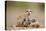 Meerkat with Pups-Paul Souders-Premier Image Canvas