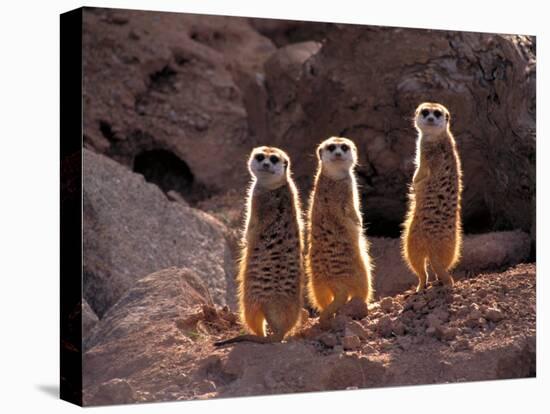 Meerkats in the Phoenix Zoo, Arizona, USA-Charles Sleicher-Premier Image Canvas
