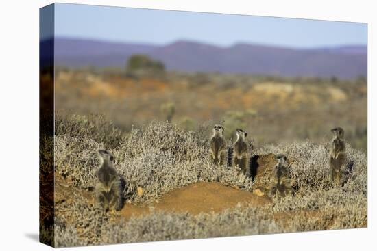 Meerkats, Oudtshoorn, Western Cape, South Africa, Africa-Ian Trower-Premier Image Canvas