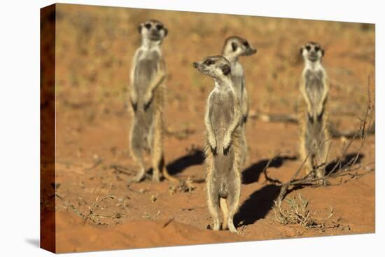 Meerkats (Suricata Suricatta) Standing Alert, Kgalagadi Transfrontier Park, Northern Cape-Ann & Steve Toon-Premier Image Canvas