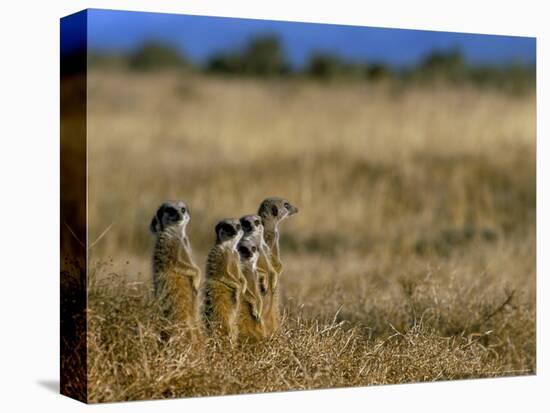 Meerkats (Suricates) (Suricata Suricatta), Addo National Park, South Africa, Africa-Steve & Ann Toon-Premier Image Canvas