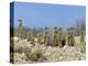 Meerkats (Suricates) (Suricata Suricatta), Kalahari Gemsbok Park, South Africa, Africa-Steve & Ann Toon-Premier Image Canvas