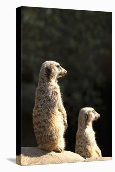 Meerkats-Karyn Millet-Premier Image Canvas