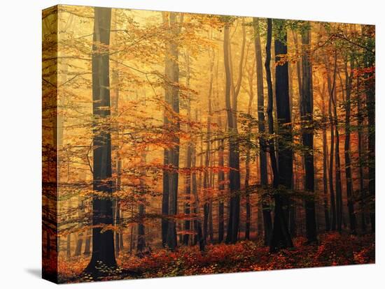 Meet Me in the Morning-Philippe Sainte-Laudy-Premier Image Canvas