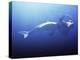 Megalodon Prehistoric Shark with Elephant-Christian Darkin-Premier Image Canvas