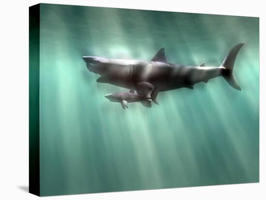 Megalodon Shark And Great White-Christian Darkin-Premier Image Canvas