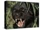 Melanistic (Black Form) Leopard Snarling, Often Called Black Panther-Lynn M. Stone-Premier Image Canvas