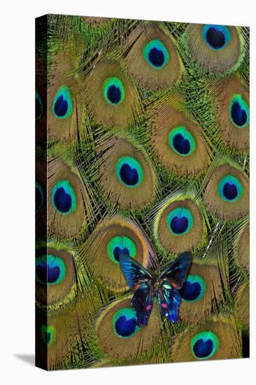 Meliboeus Swordtail Butterfly on Peacock Tail Feather Design-Darrell Gulin-Premier Image Canvas