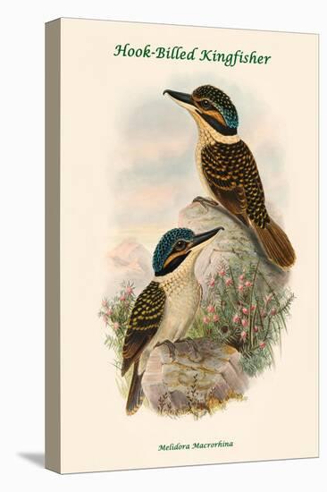 Melidora Macrorhina - Hook-Billed Kingfisher-John Gould-Stretched Canvas