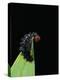 Melitaea Cinxia (Glanville Fritillary) - Black Spiny Caterpillar-Paul Starosta-Premier Image Canvas