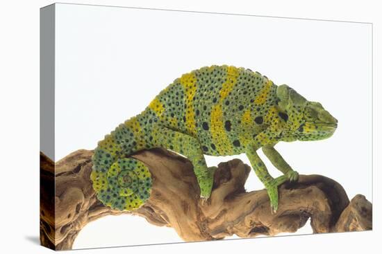 Meller'schameleon-DLILLC-Premier Image Canvas