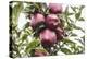 Mellow Apples of the Sort Red Delicious on an Apple Tree, a Backlit Shot-Petra Daisenberger-Premier Image Canvas