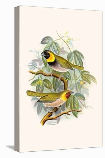 Melodius or Cuba Finch-F.w. Frohawk-Stretched Canvas