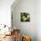 Melons-David Munns-Premier Image Canvas displayed on a wall