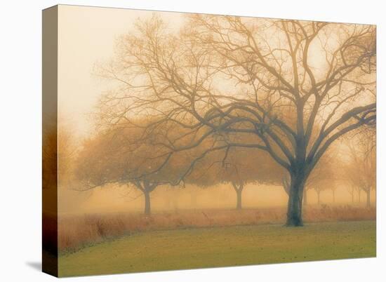 Memory of Trees-M^ Ellen Cocose-Stretched Canvas