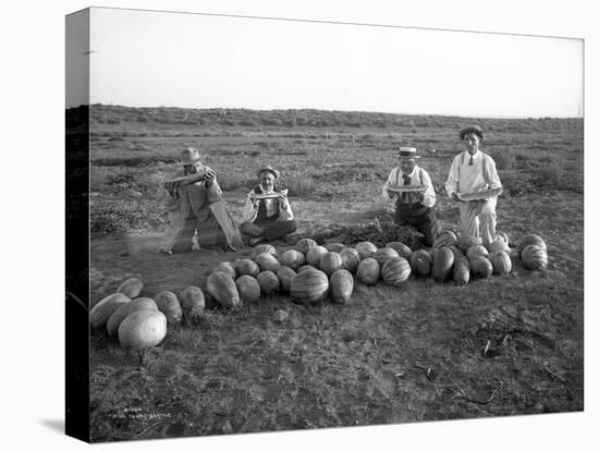 Men Eating Watermelon in Field Near Moses Lake, WA, 1911-Ashael Curtis-Premier Image Canvas