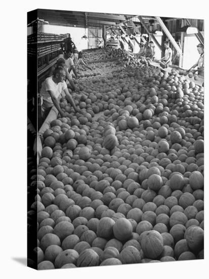 Men Sorting Cantaloupes before Packing into Crates-Loomis Dean-Premier Image Canvas