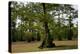 Merchants Millpond State Park, North Carolina-Paul Souders-Premier Image Canvas