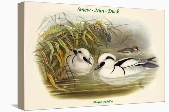 Mergus Arbellus - Smew - Nun - Duck-John Gould-Stretched Canvas