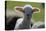 Merino Sheep, Lamb, Close-Up-Ronald Wittek-Premier Image Canvas